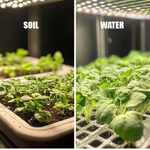 side by_side_image_of_plants_growing_in_soil_and_hydro